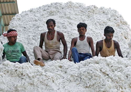 Cotton Crisis: India Braces for 15-Year Low in Cotton Output, Higher Imports By Amit Gupta, Kedia Advisory