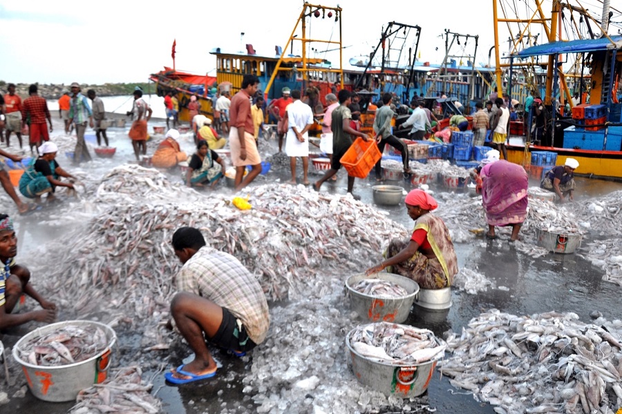 Centre allocated Rs 3,490 crore for fishing harbours to promote exports