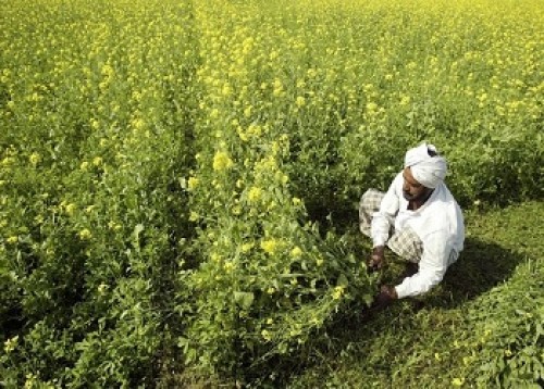 Budget raises funds for agri sector, proposes FDI in education