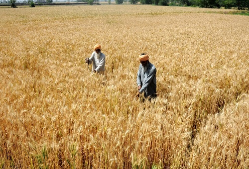 Wheat production expected to be at record 115 mn tonne: IIWBR