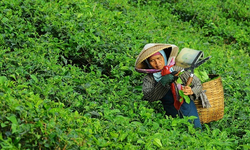 Dhunseri Tea and Industries trades in green on completing sale of Bahadur Tea Estate
