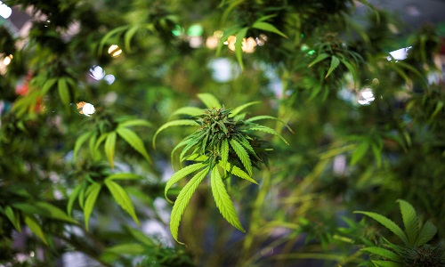 Thailand in a green rush as government pushes cannabis as cash crop