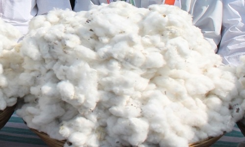 Telangana , Wadhwani AI team up to benefit cotton farmers