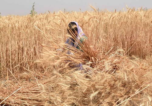 Wheat procurement up by 5.44% over last year: Government