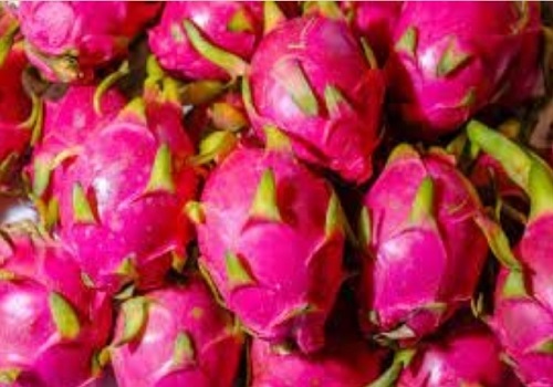 India exports first consignment of dragon fruit to Dubai