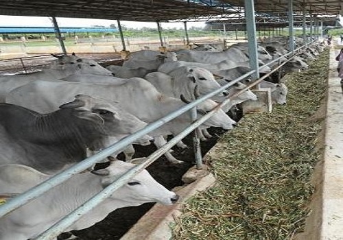 IFFCO Kisan registers 30% jump in cattle feed business in Q1FY22