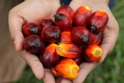 Malaysia's end-August palm oil stocks soar as output rises, exports fall
