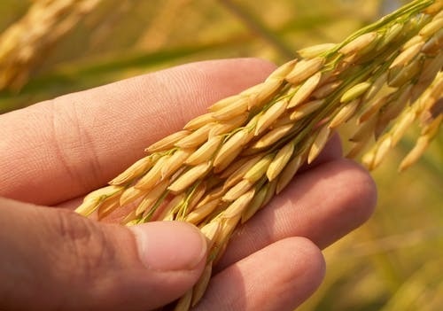 Paddy, wheat still preferred crop in maximum households