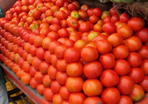 Tomato prices may stay high for another 2 months: Crisil