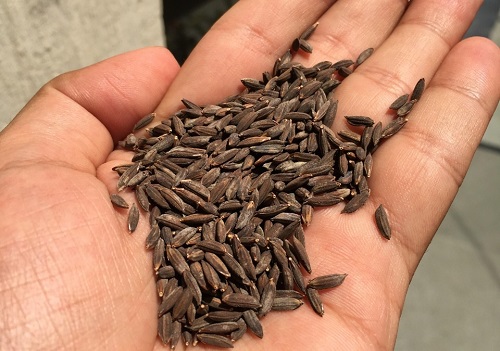 Black rice production in Assam now