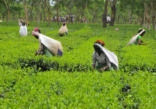 Slump in tea prices may hurt India`s overall industry: Tea Association