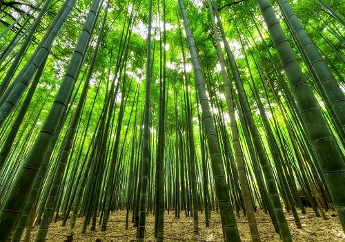 Bamboo solution to tackle climate crisis: Expert at COP26