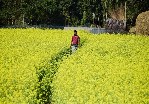 Mustard production likely to touch record 110 lakh tonnes: COOIT