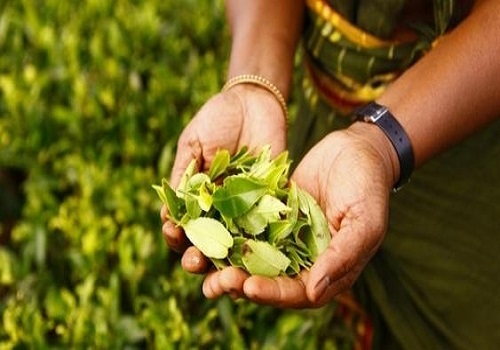 SL tea exports to earn $1.3 bn in 2021