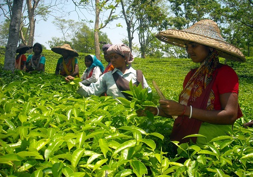 Dhunseri Tea and Industries jumps on entering into MoU to sell 'Santi Tea Estate'