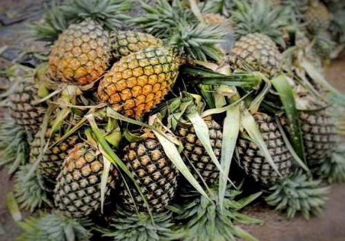 At $3.26 mn, pineapple exports record near 100% growth