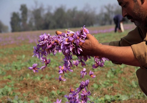 Locations identified for saffron cultivation in Arunachal, Meghalaya: Centre