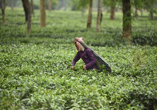 Tea body seeks minimum floor price for self-sustainable industry