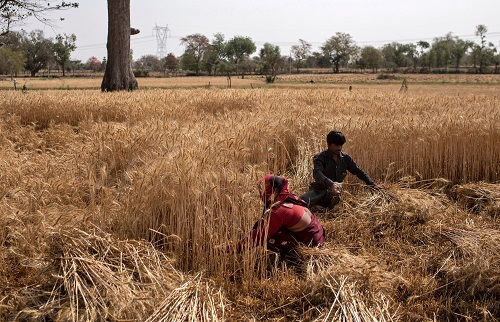 India's wheat exports set to surge amid Black Sea supply uncertainty