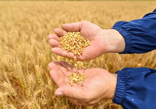 Ukraine effect: Domestic wheat, sunflower oil prices set to rise