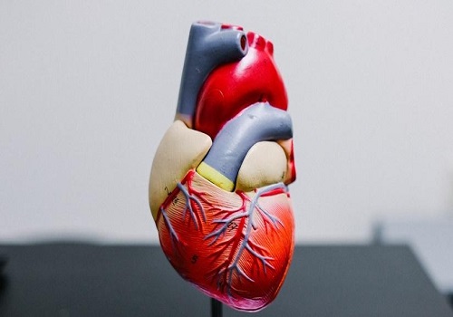 New lab grown mini heart chamber may help speed heart disease cures