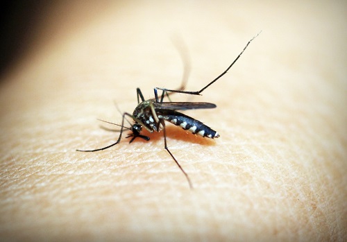 Vax for rare, deadly mosquito-borne viruses shows promise in trial