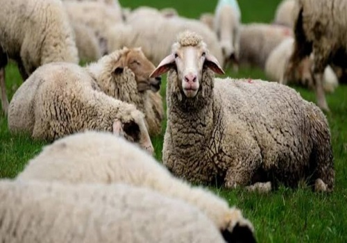 Himachal Pradesh aims to double wool production