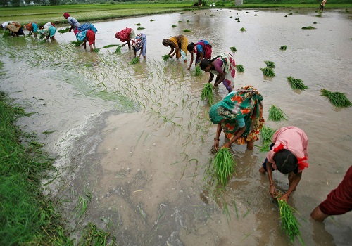 India's rice planting down 46% from last year, likely to pick up