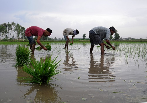 Rice, pulses, oilseeds witness less sowing; only sugarcane up