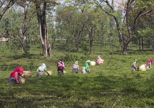 Himachal Pradesh aims to revive British-era tea industry