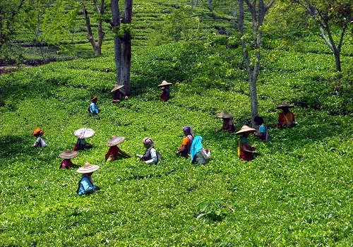 Tea production in Nilgiris increases by 6.9% due to heavy rain