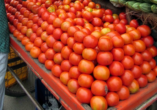 Tomato emerges one of major off-season cash crops in Himachal