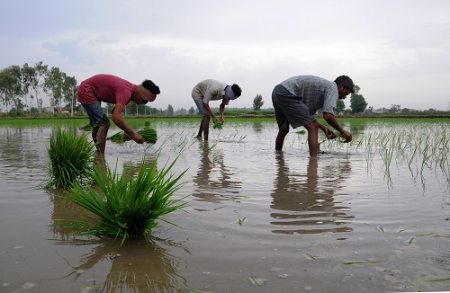 Deficient rainfall, Kharif sown area decline in some areas: Bank of Baroda