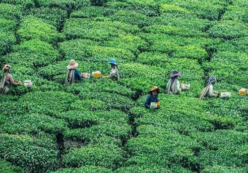 Inferior tea from Nepal sold, re-exported as premium Darjeeling variety