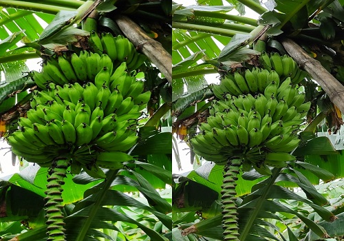 Bihar`s famous Kothia bananas to get a production booster
