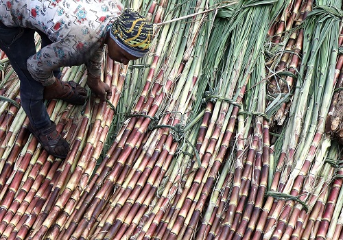 Government approves sugarcane FRP of Rs 305 per quintal for FY23 season