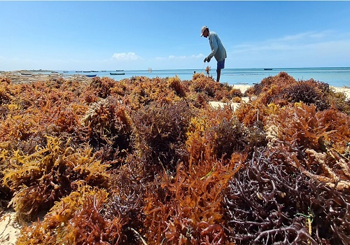 Tamil Nadu  to become hub for seaweed industry