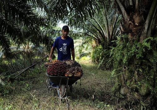 Palm oil prices seen ticking up as rains slash output and demand strengthens