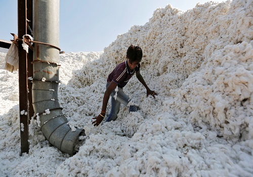 India cotton output seen rising 12% on bigger crop area, says trade body