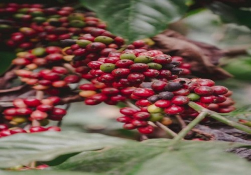 Aiming to boost export, Nagaland plans coffee plantation in 50,000 hectares