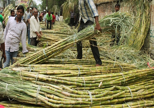 India emerges as the world's largest producer, consumer of sugar