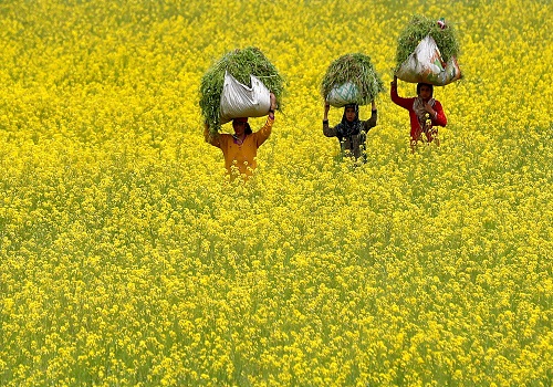 India gives environmental approval for gene- modified mustard