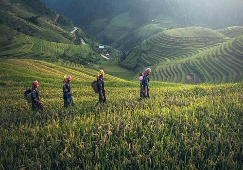 Climate change will drastically cut Indonesia's rice, coffee production: Study