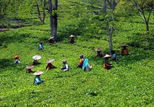 Dhunseri Tea & Industries surges on inking MoU for sale of Khagorijan Tea Estate