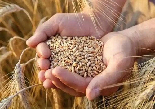 Wheat`s average wholesale prices records nearly 23% rise over last year