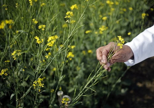 India eyes record rapeseed crop as high prices prompt farmers to plant more