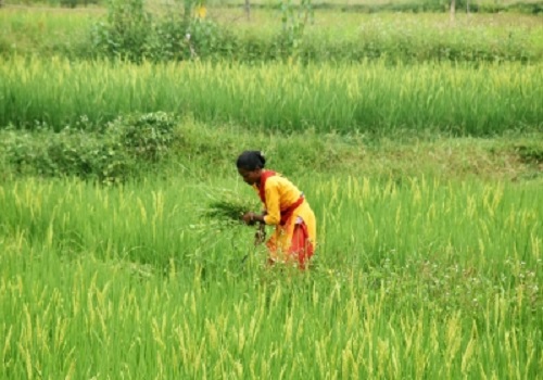 Tamil Nadu procures 1.5 L tonne paddy more than previous year