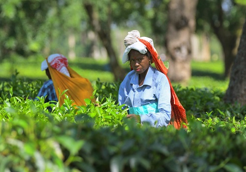 Tea Board forms separate core committee to address issues of small tea gardens