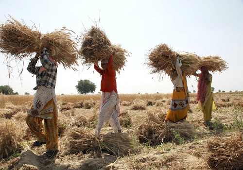India wheat harvest could hit record on higher planting area, favourable weather