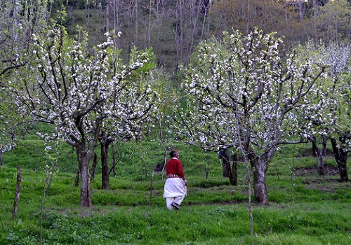 Jammu and Kashmir gears up for fruit revolution with high density plantation project